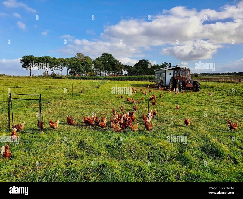 Chicken road online in Netherlands